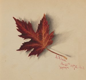 Bez tytułu Jesienny Liść, 1872. autorstwa Mary Vaux Walcott