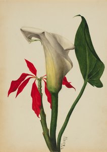 Bez tytułu Calla Lily, 1877. autorstwa Mary Vaux Walcott