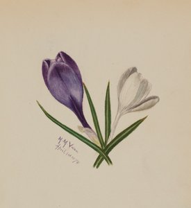 Krokusy bez tytułu, 1874. autorstwa Mary Vaux Walcott