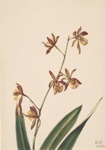 Studium kwiatowe bez tytułu, 1924. autorstwa Mary Vaux Walcott