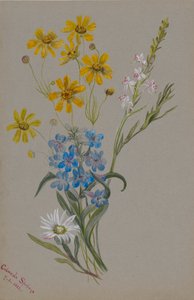 Bez tytułu, Grupa kwiatów, 1883. autorstwa Mary Vaux Walcott