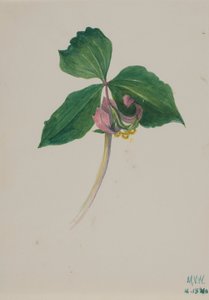 Bez tytułu, ca. 1920. autorstwa Mary Vaux Walcott
