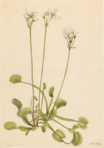 Muchołówka mała (Dionaea muscipula) autorstwa Mary Vaux Walcott