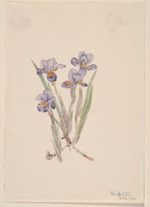 Irys wiosenny (Iris verna) autorstwa Mary Vaux Walcott