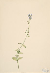 Veronica serpyllifolia, 1911. autorstwa Mary Vaux Walcott