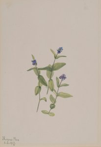 Veronica wormskjoldii autorstwa Mary Vaux Walcott