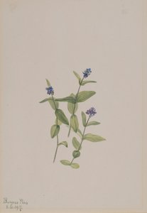 Veronica wormskjoldii, 1917. autorstwa Mary Vaux Walcott