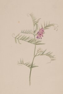 Vicia americana autorstwa Mary Vaux Walcott