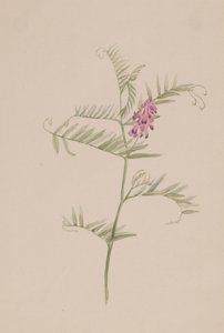 Wyka amerykańska, ca. 1917-1918. autorstwa Mary Vaux Walcott