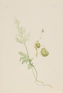 Altówka palustris, ca. 1917-1918. autorstwa Mary Vaux Walcott