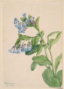 Dzwoneczki wirginijskie (Mertensia virginica) autorstwa Mary Vaux Walcott