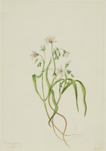 Virginia Springbeauty (Claytonia virginica) autorstwa Mary Vaux Walcott