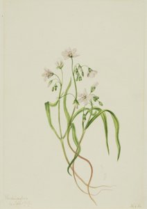 Virginia Springbeauty Claytonia virginica, 1919. autorstwa Mary Vaux Walcott