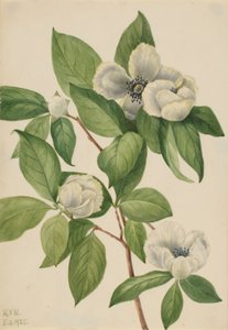 Virginia Stewartia (Stewartia malachodendron) autorstwa Mary Vaux Walcott