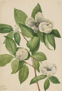 Virginia Stewartia Stewartia malachodendron, 1925. autorstwa Mary Vaux Walcott