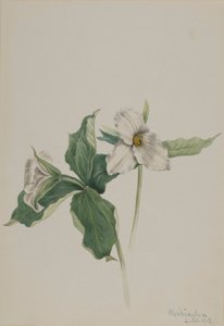 Trillium grandiflorum (Trillium grandiflorum) autorstwa Mary Vaux Walcott