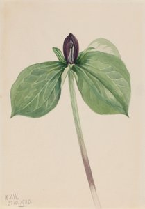 Trillium sessile (Trillium sessile) autorstwa Mary Vaux Walcott