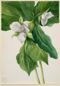 Budzący się rudzik (Trillium simile) autorstwa Mary Vaux Walcott