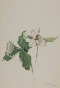 Wake-Robin Trillium grandiflorum, 1918. autorstwa Mary Vaux Walcott