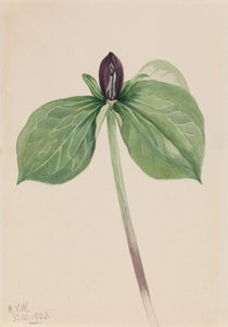 Wake-Robin Trillium siedzący, 1920. autorstwa Mary Vaux Walcott
