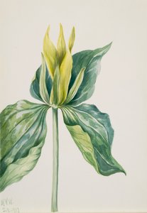 Wake-Robin Trillium underwoodii, 1937. autorstwa Mary Vaux Walcott