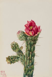 Walkingstick Cholla (Opuntia imbricata) autorstwa Mary Vaux Walcott