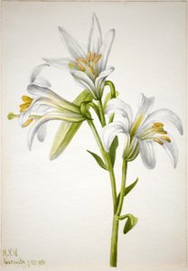 Lilia waszyngtońska (Lilium washingtonianum) autorstwa Mary Vaux Walcott