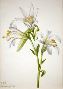 Washington Lily Lilium washingtonianum, 1933. autorstwa Mary Vaux Walcott