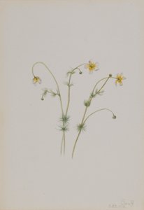 Wroniec wodny (Batrachium trichophyllum) autorstwa Mary Vaux Walcott