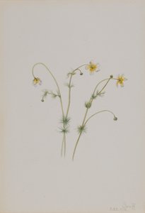 Wrona wodna Batrachium trichophyllum, 1918. autorstwa Mary Vaux Walcott