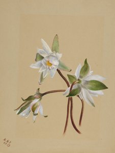 Lilie wodne (Castalia odorata) autorstwa Mary Vaux Walcott