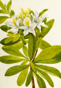 Azalia zachodnia (Rhododendron occidentale) autorstwa Mary Vaux Walcott