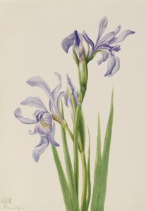 Western Blue Flag Iris missouriensis, 1933. autorstwa Mary Vaux Walcott
