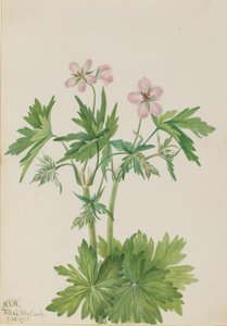 Western Cranesbill Geranium viscosissimum, 1925. autorstwa Mary Vaux Walcott
