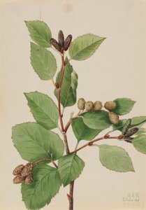 Zachodnia Olcha Zielona Alnus sinuata, 1922. autorstwa Mary Vaux Walcott