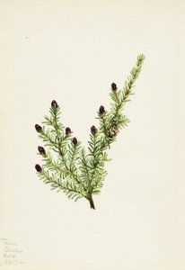 Cykuta zachodnia (Tsuga heterophylla) autorstwa Mary Vaux Walcott