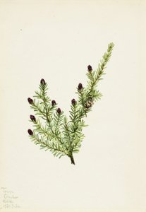 Hemlock Tsuga heterophylla zachodnia, 1924. autorstwa Mary Vaux Walcott