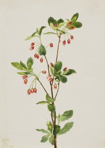 Western Menziesia Menziesia glabella, 1924. autorstwa Mary Vaux Walcott