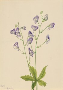Tojad kolumbijski z tojadu zachodniego, 1933. autorstwa Mary Vaux Walcott