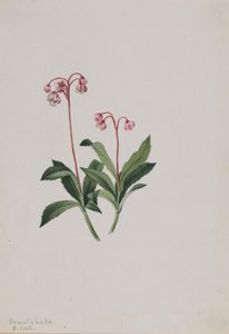 Pipsewa zachodnia (Chimaphila umbellata) autorstwa Mary Vaux Walcott