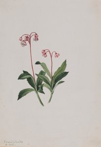 Zachodnia pipsissewa Chimaphila umbellata, 1902. autorstwa Mary Vaux Walcott