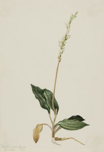 Western Grzechotnik oszukuje Babki Peranium, 1905. autorstwa Mary Vaux Walcott