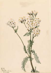Krwawnik zachodni (Achillea lanulosa) autorstwa Mary Vaux Walcott
