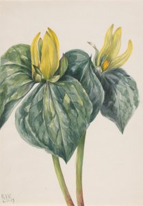 Whippoorwill Flower (Trillium hugeri) autorstwa Mary Vaux Walcott