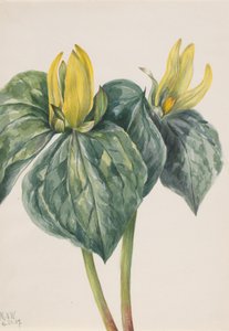 Whippoorwill Flower Trillium hugeri, 1937. autorstwa Mary Vaux Walcott