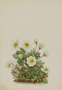 Dryad biały (Dryas octopetala) autorstwa Mary Vaux Walcott