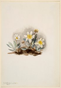 Dryad biały (Dryas octopetala) autorstwa Mary Vaux Walcott