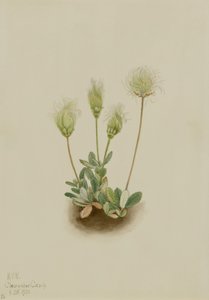 Dryad biały (Dryas octopetala) autorstwa Mary Vaux Walcott