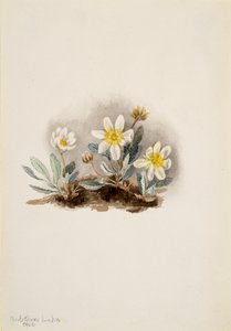Biała driada Dryas octopetala, 1902. autorstwa Mary Vaux Walcott