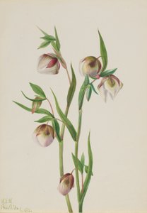 Biała latarnia wróżki (Calochortus albus) autorstwa Mary Vaux Walcott